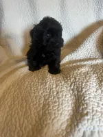 Sammie, a male Yorkshire Terrier for sale in Muldrow, OK – Photo 6 of 6