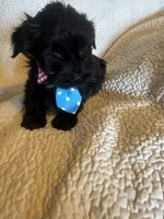 Sammie, a male Yorkshire Terrier for sale in Muldrow, OK – Photo 2 of 6