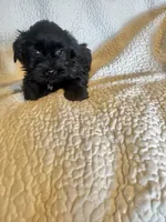 Sammie, a male Yorkshire Terrier for sale in Muldrow, OK – Photo 3 of 6