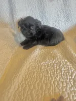 Sammie, a male Yorkshire Terrier for sale in Muldrow, OK – Photo 4 of 6