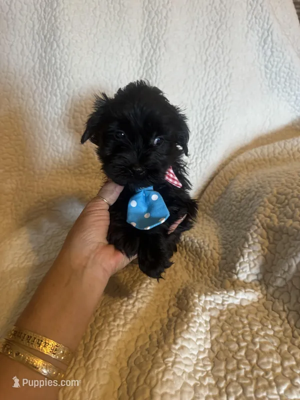 Sammie – Yorkshire Terrier puppy for sale in Muldrow, OK