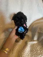 Sammie, a male Yorkshire Terrier for sale in Muldrow, OK – Photo 1 of 6