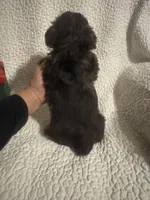 Harley, a male Yorkipoo for sale in Muldrow, OK – Photo 2 of 2