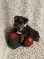 Harley, a male Yorkipoo for sale in Muldrow, OK – Photo 1 of 2