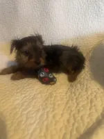 Bodie, a male Yorkshire Terrier for sale in Muldrow, OK – Photo 6 of 10