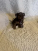 Bodie, a male Yorkshire Terrier for sale in Muldrow, OK – Photo 8 of 10