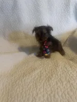 Bodie, a male Yorkshire Terrier for sale in Muldrow, OK – Photo 5 of 10