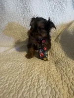 Bodie, a male Yorkshire Terrier for sale in Muldrow, OK – Photo 1 of 10