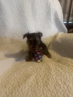 Bodie, a male Yorkshire Terrier for sale in Muldrow, OK – Photo 4 of 10