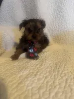 Bodie, a male Yorkshire Terrier for sale in Muldrow, OK – Photo 9 of 10