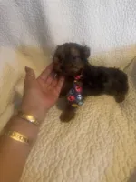 Bodie, a male Yorkshire Terrier for sale in Muldrow, OK – Photo 7 of 10