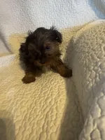 Bodie, a male Yorkshire Terrier for sale in Muldrow, OK – Photo 10 of 10