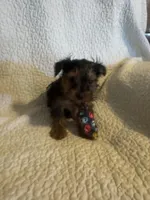 Bodie, a male Yorkshire Terrier for sale in Muldrow, OK – Photo 2 of 10