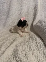 Jazzy , a female Yorkipoo for sale in Muldrow, OK – 9 of 10