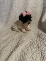 Jazzy , a female Yorkipoo for sale in Muldrow, OK – 5 of 10