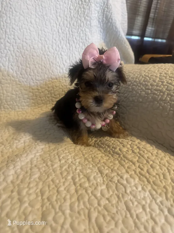 Rika – Yorkshire Terrier puppy for sale in Muldrow, OK