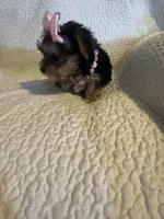 Rika, a female Yorkshire Terrier for sale in Muldrow, OK – Photo 10 of 10