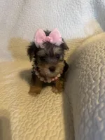 Rika, a female Yorkshire Terrier for sale in Muldrow, OK – Photo 3 of 10