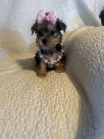 Rika, a female Yorkshire Terrier for sale in Muldrow, OK – Photo 4 of 10