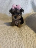 Rika, a female Yorkshire Terrier for sale in Muldrow, OK – Photo 9 of 10