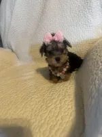 Rika, a female Yorkshire Terrier for sale in Muldrow, OK – Photo 2 of 10