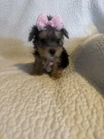 Rika, a female Yorkshire Terrier for sale in Muldrow, OK – Photo 6 of 10