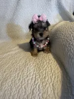 Rika, a female Yorkshire Terrier for sale in Muldrow, OK – Photo 5 of 10