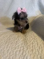 Rika, a female Yorkshire Terrier for sale in Muldrow, OK – Photo 8 of 10