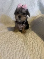 Rika, a female Yorkshire Terrier for sale in Muldrow, OK – Photo 7 of 10