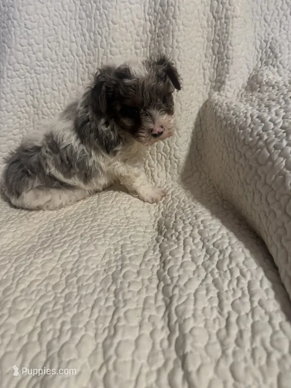 Prince  – Yorkipoo puppy for sale in Muldrow, OK