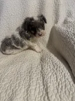 Prince , a male Yorkipoo for sale in Muldrow, OK – 1 of 10