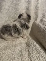 Prince , a male Yorkipoo for sale in Muldrow, OK – 5 of 10