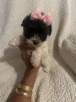 Jazzy , a female Yorkipoo for sale in Muldrow, OK – 7 of 10