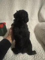 Pepper, a male Yorkipoo for sale in Muldrow, OK – Photo 2 of 2