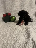 Pepper, a male Yorkipoo for sale in Muldrow, OK – Photo 1 of 2