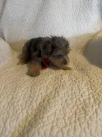 Kilo, a male Yorkshire Terrier for sale in Muldrow, OK – Photo 8 of 10