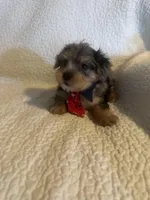 Kilo, a male Yorkshire Terrier for sale in Muldrow, OK – Photo 2 of 10