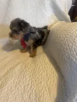 Kilo, a male Yorkshire Terrier for sale in Muldrow, OK – Photo 9 of 10