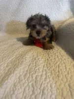 Kilo, a male Yorkshire Terrier for sale in Muldrow, OK – Photo 5 of 10