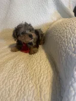 Kilo, a male Yorkshire Terrier for sale in Muldrow, OK – Photo 4 of 10