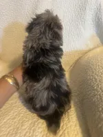 Kilo, a male Yorkshire Terrier for sale in Muldrow, OK – Photo 6 of 10