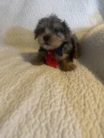 Kilo, a male Yorkshire Terrier for sale in Muldrow, OK – Photo 3 of 10