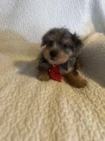 Kilo, a male Yorkshire Terrier for sale in Muldrow, OK – Photo 7 of 10