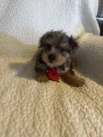 Kilo, a male Yorkshire Terrier for sale in Muldrow, OK – Photo 1 of 10