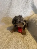 Kilo, a male Yorkshire Terrier for sale in Muldrow, OK – Photo 10 of 10