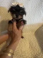 Lil Zadie, a female Yorkshire Terrier for sale in Muldrow, OK – Photo 7 of 9