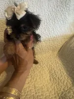 Lil Zadie, a female Yorkshire Terrier for sale in Muldrow, OK – Photo 5 of 9