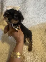 Lil Zadie, a female Yorkshire Terrier for sale in Muldrow, OK – Photo 2 of 9