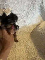 Lil Zadie, a female Yorkshire Terrier for sale in Muldrow, OK – Photo 6 of 9