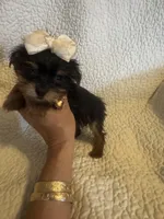 Lil Zadie, a female Yorkshire Terrier for sale in Muldrow, OK – Photo 3 of 9